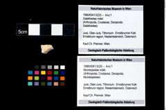 Foto (Objekt + Etikett) von Mundopsidae indet.  (NHMW-GEO-1990-0041-3225)